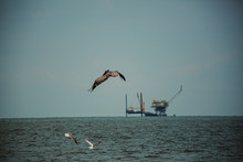 Pelicans On The Gulf Of Mexico