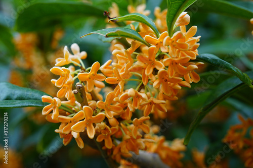 金木犀の花 Stock Photo Adobe Stock