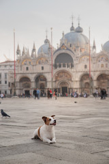 dog in the city, travel, adventure. pet on Piazza San Marco in Italy. Little Jack Russell Terrier in the city center