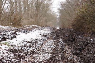 Canvas Print - Cold winter forest with dirt road in the first snow