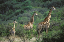 GIRAFE DE ROTHSCHILD Giraffa Camelopardalis Rothschildi