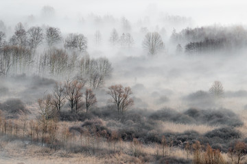 Poster - Wonderful sunrise over the foggy forest