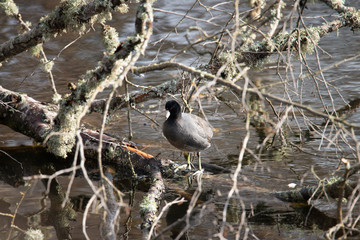 bird on the beach