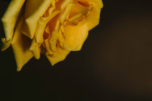 Yellow Rose On Black Background