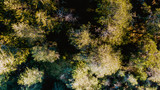 Widok z lotu ptaka drzew z kamerą skierowaną na wierzchołki drzew