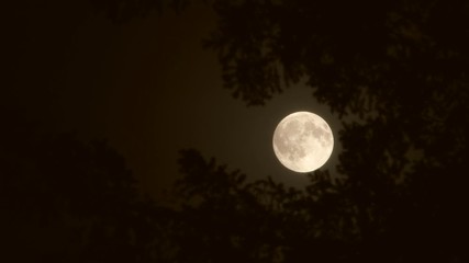 Wall Mural - close up warm full moon framed by dark tree