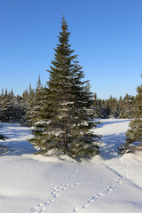 Wall Mural - Spruce tree in winter