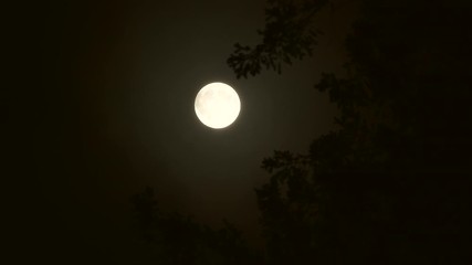 Wall Mural - stormy night full moon with dark tree