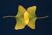 Golden Ginkgo Biloba Leaves, Overlapping