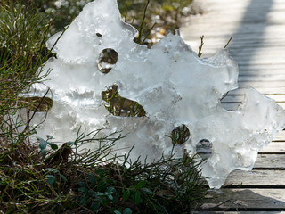 Wall Mural - abstract picture with frozen ice sheet on leaves and dry branches