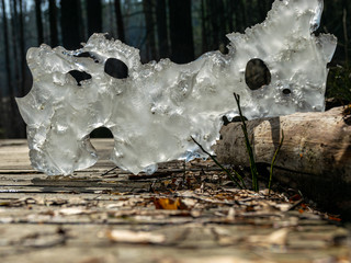 Wall Mural - abstract picture with frozen ice sheet on leaves and dry branches