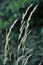 In The Meadow Among Grasses Grows Ryegrass (Arrhenatherum Elatius).