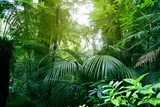 Canopy of green tropical jungle forest