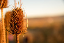 Thistle On A Background