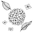 Hydrangea. Hand drawn vector illustration. Monochrome black and white ink sketch. Line art. Isolated on white background. Coloring page.