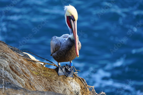 View of wild brown California pelicans (Pelecanus occidentalis californicus) in Canvas Print