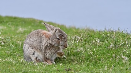 Wall Mural - European rabbit (Oryctolagus cuniculus) grooming fur of foreleg and chest in meadow