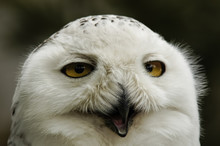 Close Up Of Snowy Owl (Bubo Scandiacus)