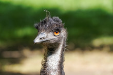 Close Up Of Emu (Dromaius Novaehollandiae)