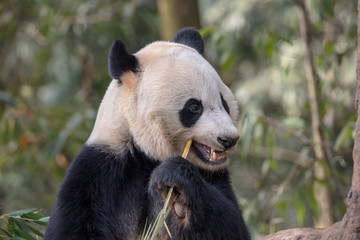 Wall Mural - Cute Panda Bear Eating Bamboo, Sichuan Province China. Panda 