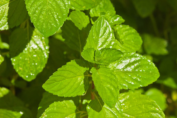 Top view close up of a fresh mint plant in a tropical garden on a warm, winter, sunny day