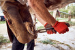 © PHILIPPE DEGROOTE/ADDICTIVE STOCK - Cropped unrecognizable blacksmith boy changing horseshoe to the leg of a horse using bald lime hammer pliers