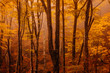 © Marcos Osorio/ADDICTIVE STOCK - Forest with autumn colors among fog