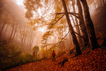 Back View Of Unrecognizable Man Walking And Contemplating Forest With Autumn Colors Among Fog