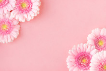 Flat Lay Of Pink Flowers Gerberas On Pastel Pink Background, Copy Space. Happy Mother's Day, Women's Day, Valentine's Day Or Birthday. Spring Greeting Card. 