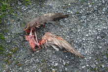 USA, California, Kern County, Kern National Wildlife Refuge. A Recently Eaten Dead Bird Carcass With Bloody Bones And Wing.