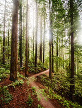 Hiking Trail In Portland Oregon