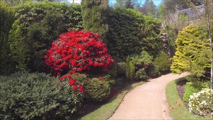 Wall Mural - Beautiful conifer garden in Spring, HD video