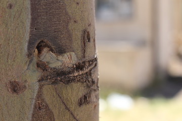 bird on a tree