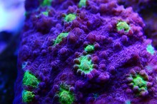 Hollywood Stunner Chalice Stony Coral In Macro Shot