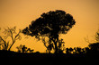 tramonto in africa