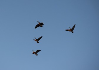 Wall Mural - Geese