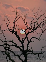 Wall Mural - silhouette of a tree in sunset