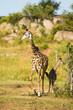 Giraffa africana