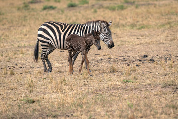 Wall Mural - rare zebra foal with polka dots (spots) instead of stripes, named tira after the guide who first saw