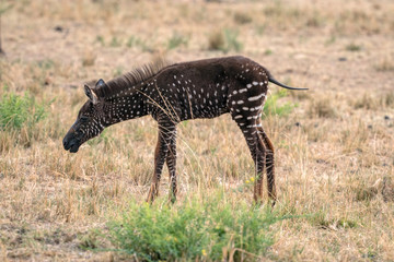 Wall Mural - rare zebra foal with polka dots (spots) instead of stripes, named tira after the guide who first saw