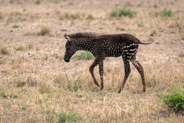 Wall Mural - rare zebra foal with polka dots (spots) instead of stripes, named tira after the guide who first saw