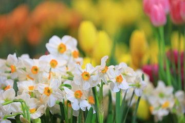 White narcissus daffodil and tulip in flower bed for early spring bulb cottage garden