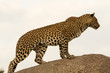 Leopardo nella savana