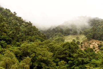 Regenwald in Costa Rica