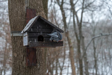 A Pigeon Feeder In The Form Of A Wooden House Hangs On A Tree In Winter. A Piece Of Bread Lies On The Manger. A Dove Sits On A Feeding Trough. Snowing