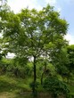© Kushal - green plants and big trees in the garden