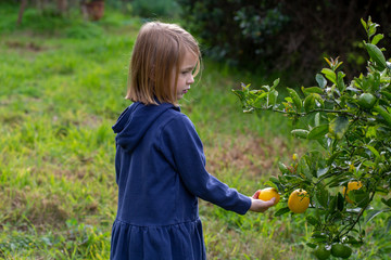 A 6 year old girl outside in a green garden picking lemons with garden clippers