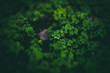 © Kevin - Beautiful green clovers with bokeh