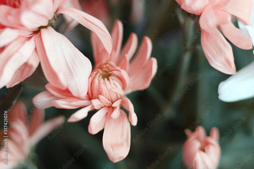 pink chrysanthemum flowerscpose up. Flowers background - obrazy, fototapety, plakaty 