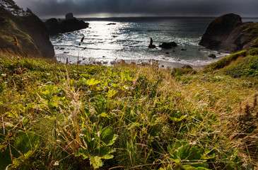 Sticker - Oregon coast